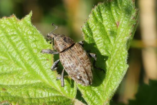 Réf. 305 913 : Lepyrus capucinus